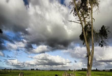 WNBA／6枚奧運金牌傳奇 42歲陶樂西宣布退休.